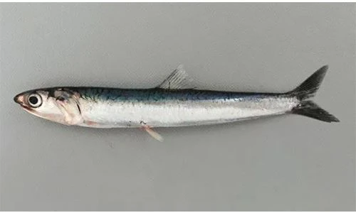 fish fish